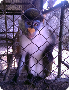 Sisi (dans une cage de la pension CVK)