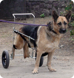 Consultation Adam : une première au Congo, appareillage d’un chien paralysé pour lui permettre de se déplacer)